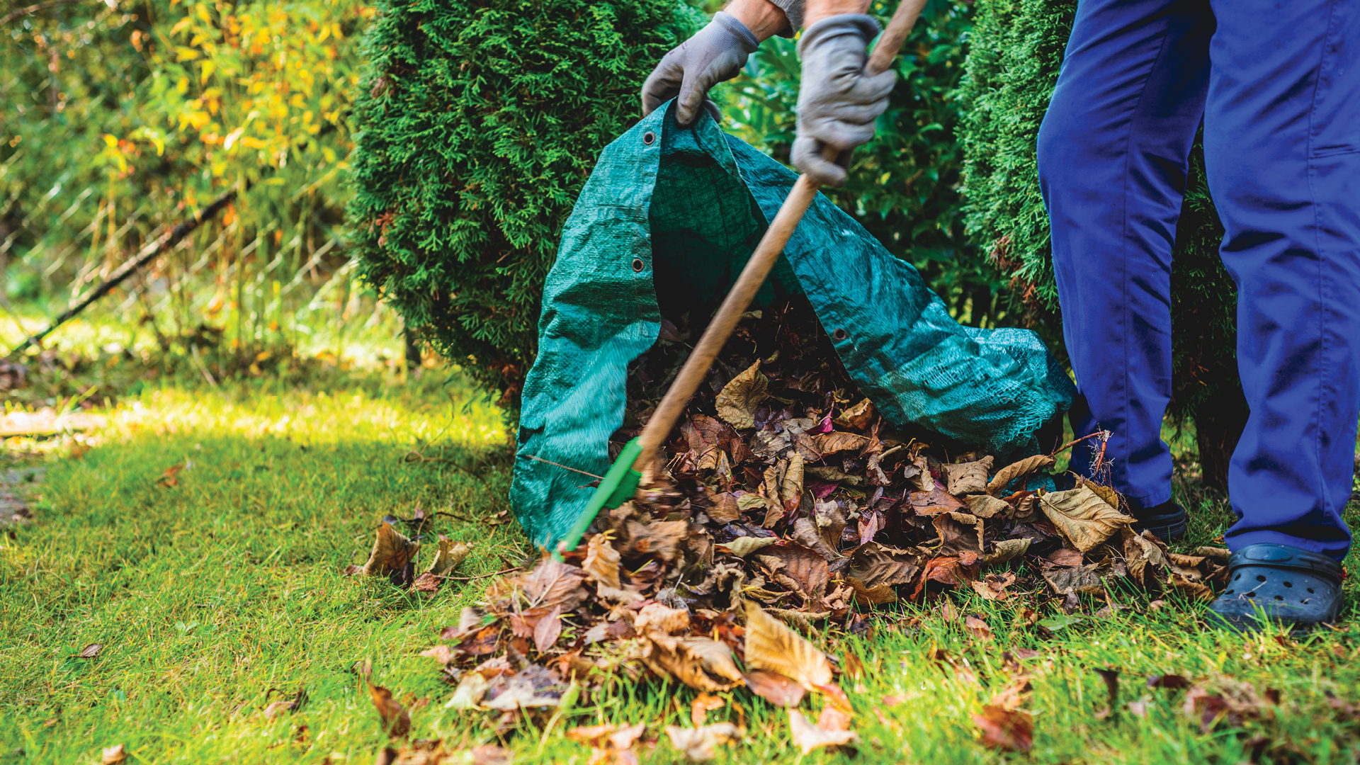 A person cleaning their yard of leaves